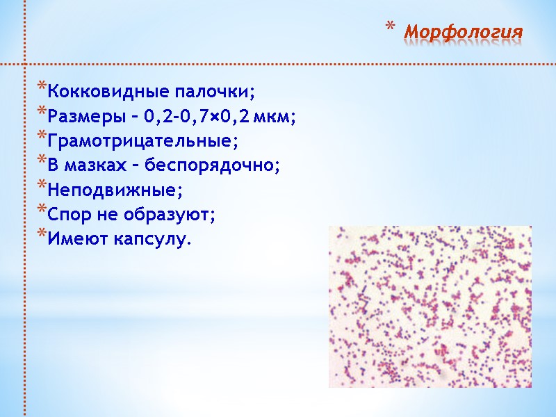 Морфология Кокковидные палочки; Размеры – 0,2-0,7×0,2 мкм; Грамотрицательные; В мазках – беспорядочно;  Неподвижные;